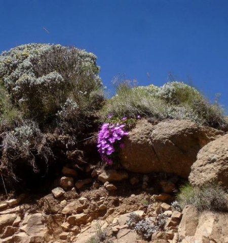Delosperma lavisiae